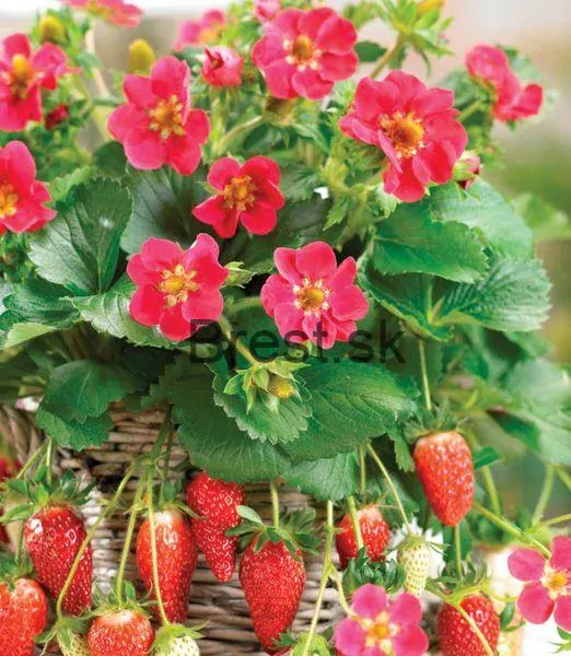 Fragaria toscana 'Deep Rose'